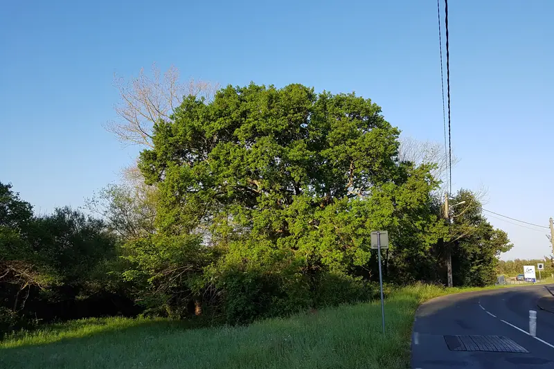 Grand arbre avant intervention, vu depuis le sol